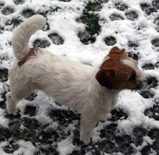 Jack Russell Terrier