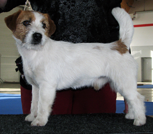 Jack Russell Terrier in a Dog Show