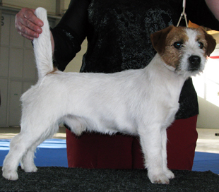 Jack Russell Terrier in the Dog Show