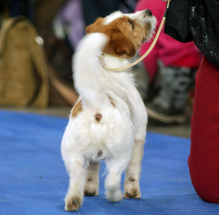 Jack Russell Terrier and a Dog Show