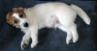 Jack Russell