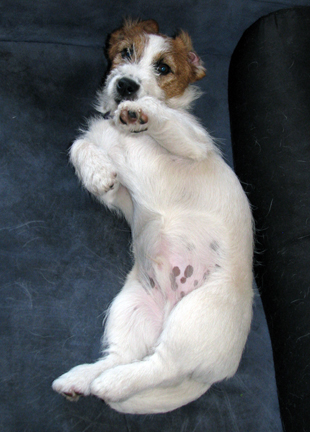 Jack Russel