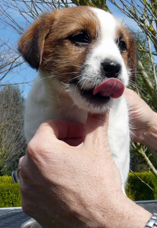 Jack Russell Terrier