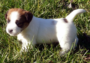 Jack Russel