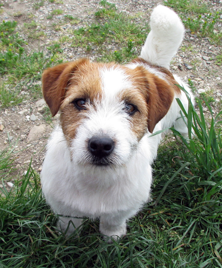 Southjack Ghiaccio Bollente an der Hlucin Hundeausstellung