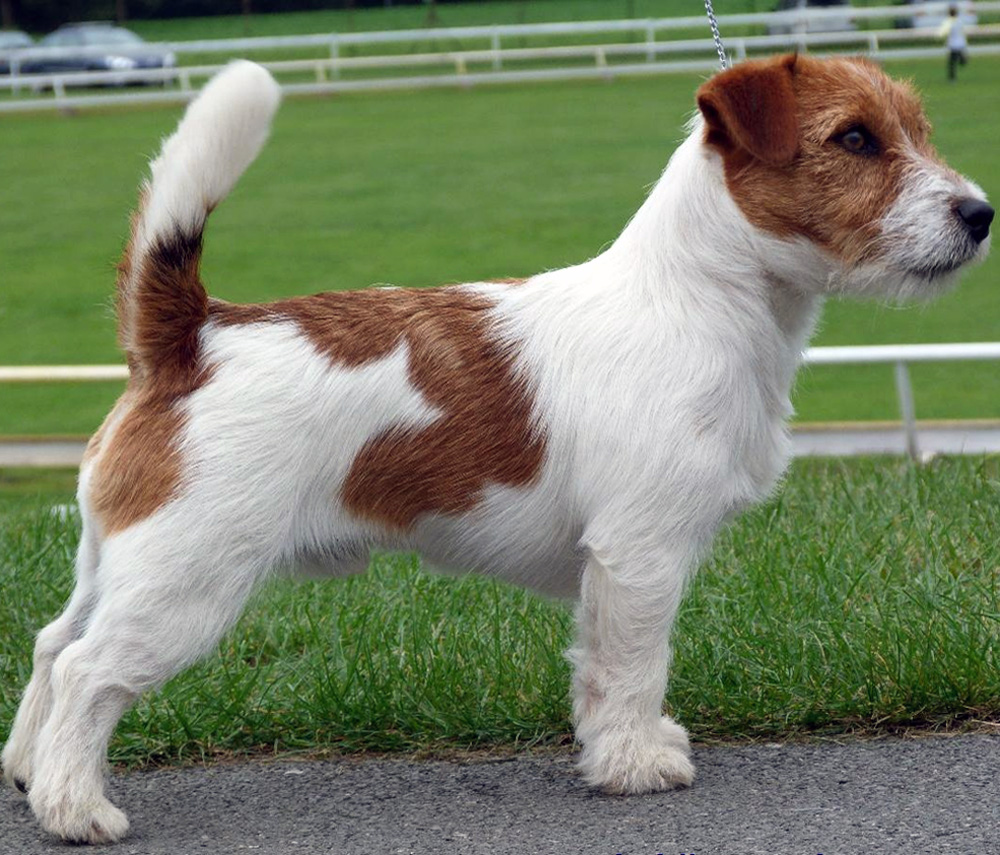 champion jack russell terrier breeders