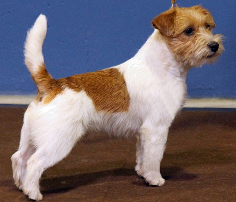 champion jack russell terrier breeders