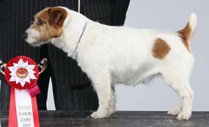 Inverbrae John of Gaunt - Allevamenti jack russell terrier pelo ruvido, Repubblica Ceca