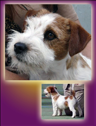 Jack Russell Terrier