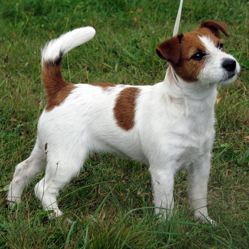 Femmina di jack russel terrier