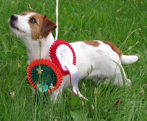 Australischer Jack Russell Terrier