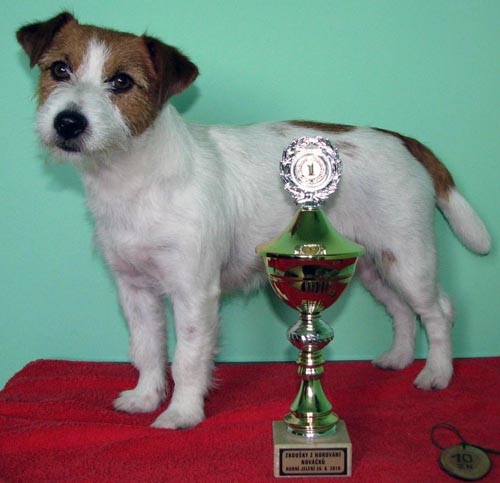 Penny - jack russel pelo broken, Repubblica Ceca