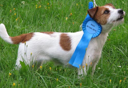 Jack Russell Terrier