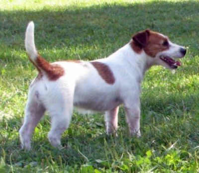 Penny Marry/JR Rags Puma - Jack Russel Terrier