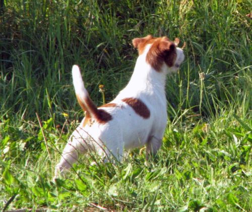 Die Vorbereitung Penny für die Schweißhund Prüfung und für die Examen für Wildschwein Verfolgungsjagd