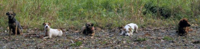 Tutti i cinque cani da caccia del nostro gruppo che hanno superato l'esame