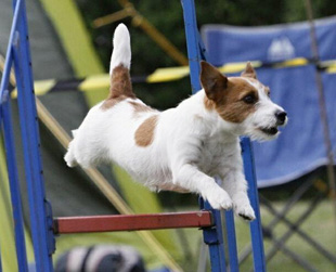 Jack Russell Terrier a agility