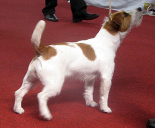 Jack Russell Terrier und eine Hundeausstelung