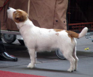 Jack Russell Terrier na výstavě