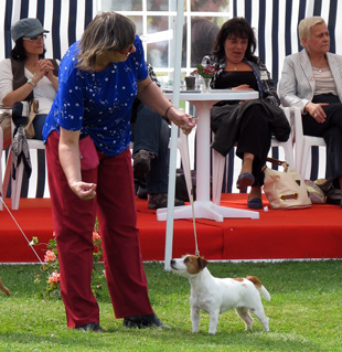 Jack Russell Terrier a výstava