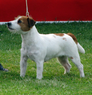 Jack Russell Terrier na výstavě