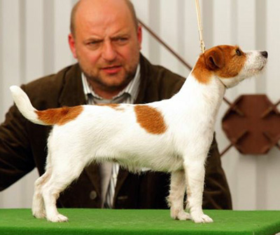 Jack Russel Terrier - Penny Marry/JR Rags Puma - Excellent 1, CAC, National Winner, BOB