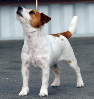 Jack Russell Terrier and a Dog Show