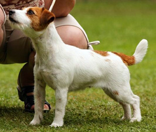 Jack Russel Terier a výstava