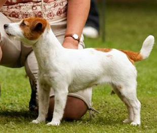 Jack Russell Terrier in die Rassehundeausstellung