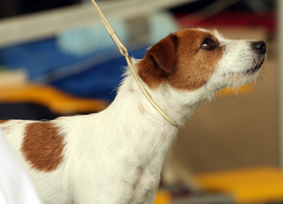 Jack Russel Terrier