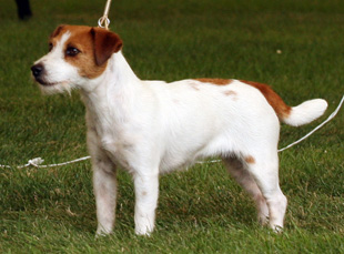 Jack Russell Terrier and a Dog Show