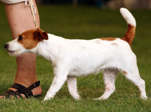 Jack Russell Terrier na výstavě