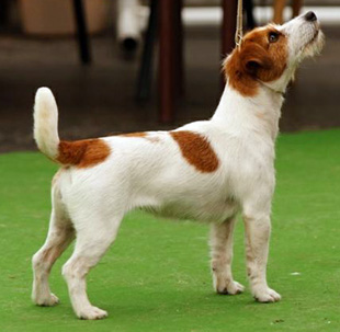 Jack Russell Terrier a výstava