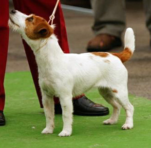 Jack Russell Terrier na výstavě