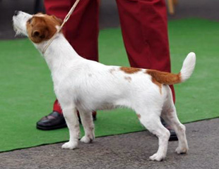 Jack Russell Terrier a výstava