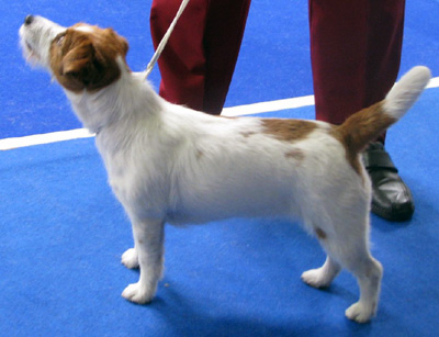 Jack Russel Terier