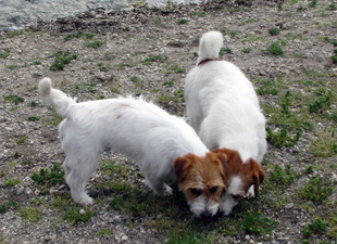 Dolcenera Armonia Canina und Southjack Ghiaccio Bollente in Hlucin