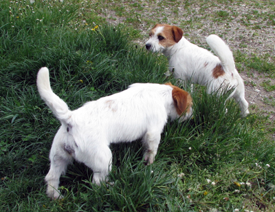 Dolcenera Armonia Canina and Southjack Ghiaccio Bollente at the Hlucin dog show