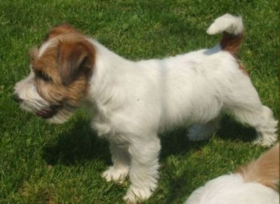 Jack Russel Terrier Welpen