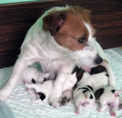 Štěňata Jack Russell Terriera