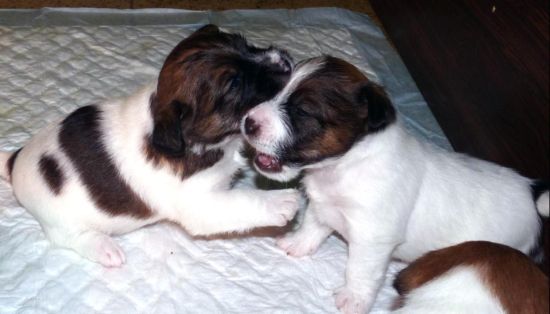 Allevamenti Jack Russell Terrier pelo broken, ruvido e liscio - cuccioli