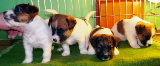 Jack Russell Terrier cuccioli