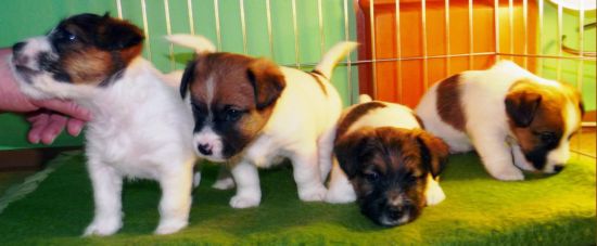 Jack Russel Terrier Welpen