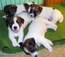 Jack Russell Terrierwelpen