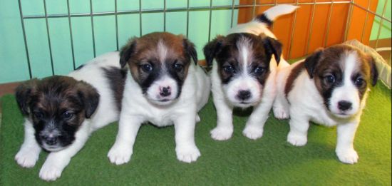 Vendita cuccioli Jack Russell Terrier prezzo