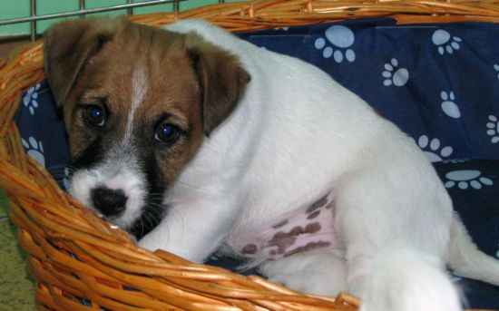 Jack Russell Terrier Welpen