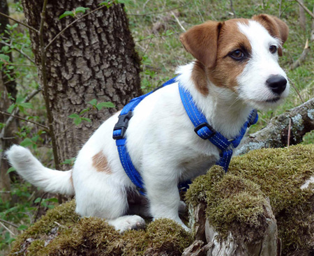 Jack Russell Terier