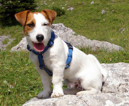 Jack Russell Terier