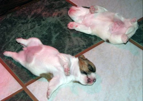 Jack Russell Terier puppies