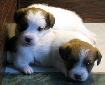 100% Top Quality Australian Jack Russell Terier puppies